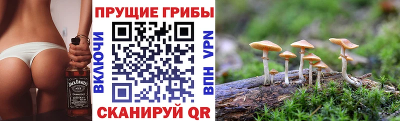 Купить закладки Курильск Галлюциногенные грибы мицелий